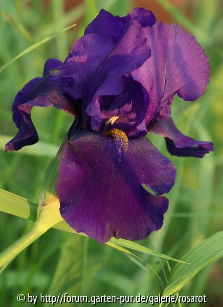 dunkelviolett