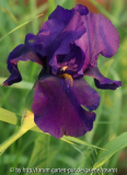 dunkelviolett