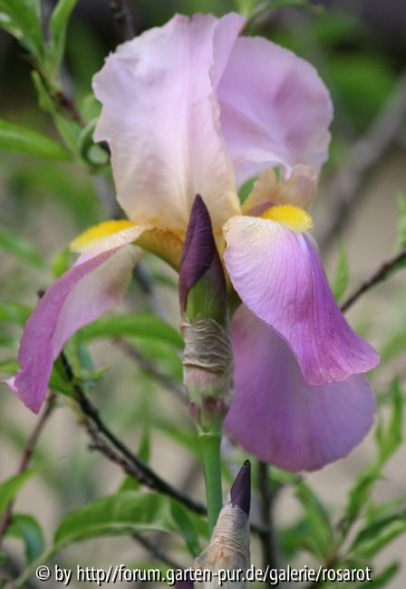 zweitonig violettrosa