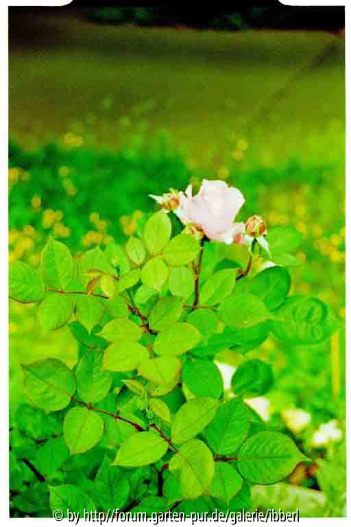 Brother Cadfael