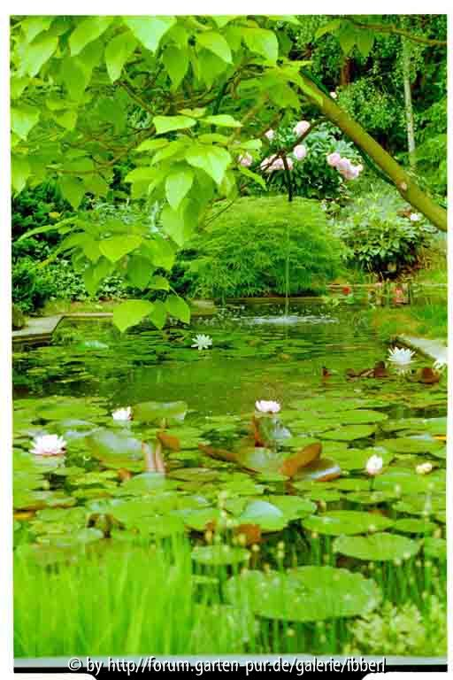 Gartenteich im Früh-Sommer