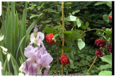 Rose mit Schwertlilie