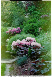 Rhododendron
