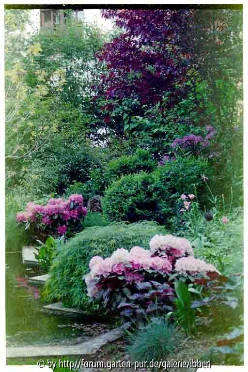 Rhododendron2