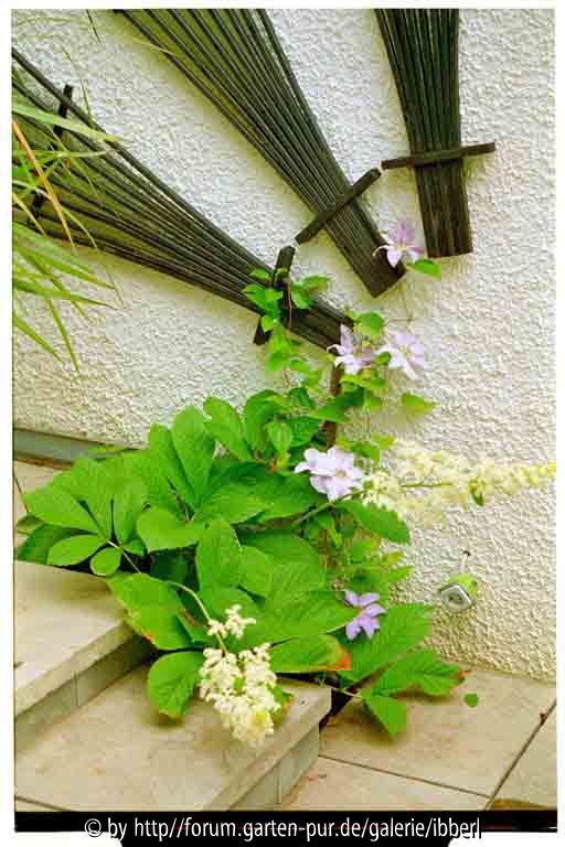 Clematis mit Rodgersia