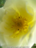 Rose2