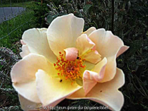 Rose3
