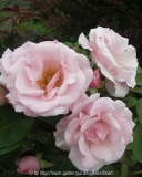 Rose4