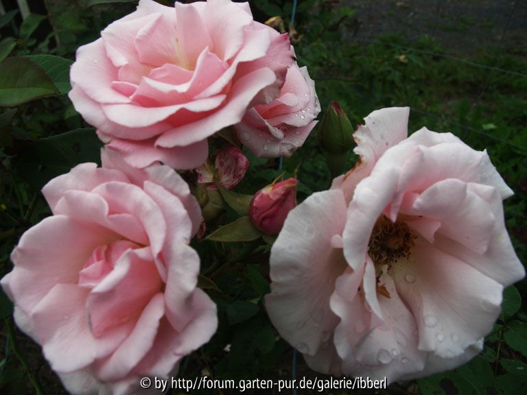 Rose4a