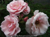 Rose4a