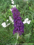 Buddleia