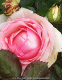 Rose5