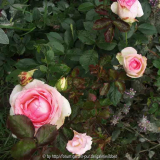 Rose5a