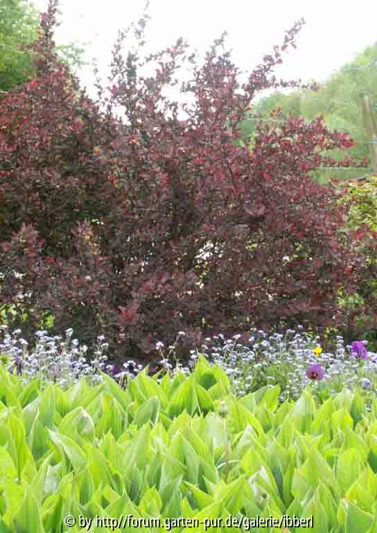 Gartenimpressionen Berberitze, Maiglöckchen, Vergissmeinnicht