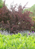 Gartenimpressionen Berberitze, Maiglöckchen, Vergissmeinnicht