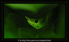 Spinne in grüner Untiefe