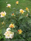 Rose6