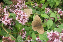 Schmetterling auf Oregano