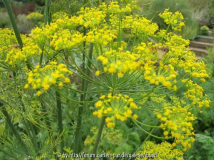 Schwebfliege auf Dill