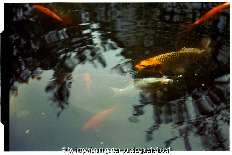 Gartenteich Koi 2