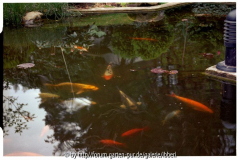 Gartenteich Koi 4