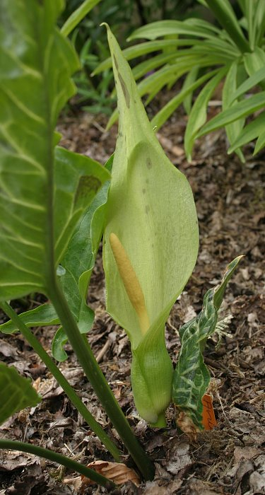 Arum italicum - Blüte
