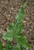 Arum italicum - Blatt