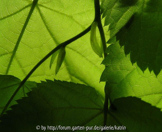 von linden und schatten dahinter