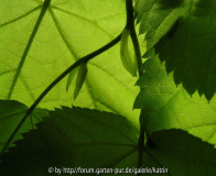 von linden und schatten dahinter