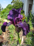 draculas shadow