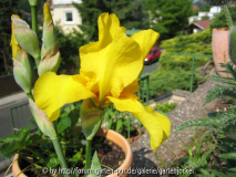 gelbe unbekannte - grosse blüte