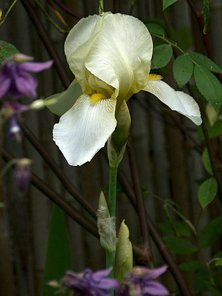 Iris barbata Lugano vielleicht