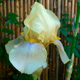 Iris Lugano altes Photo