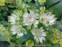astrantia maior in euphorbiablüten.jpg