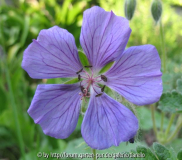 Geranium Sämling 3 von 'Philippe Vapelle