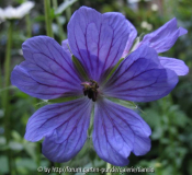 Geranium Sämling 1 von 'Philippe Vapelle