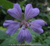 Geranium 'Philippe Vapelle'