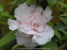 Camellia Jap. Hawaii