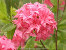rosa halbgefüllte Azalee