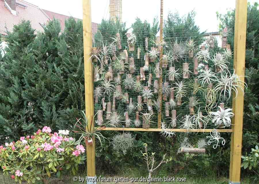 Tillandsien im Garten