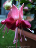 Fuchsie_Unbekannt