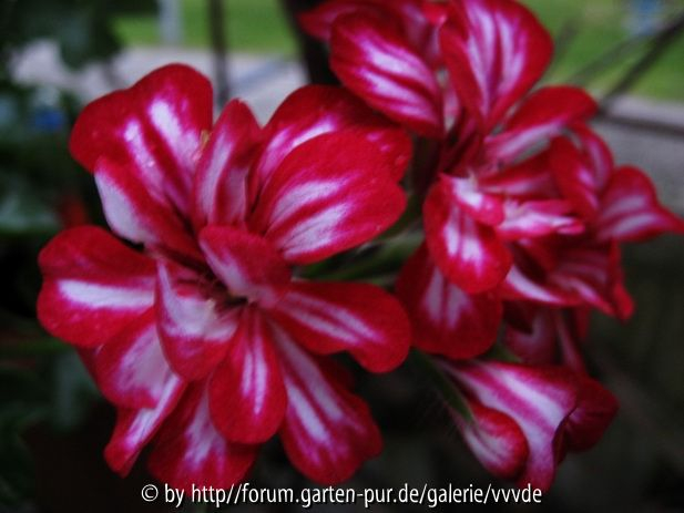 Pelargonie