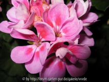 Pelargonie3