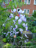 Wisteria floribunda 'Lawrence'
