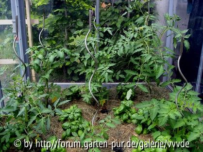 Tomaten_18Mai_08