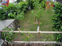 Johannisbeeren_18Mai_08