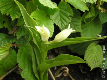 Chephalanthera_damasonium_Weißes_Waldvoe