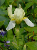 Iris flavescens 2008