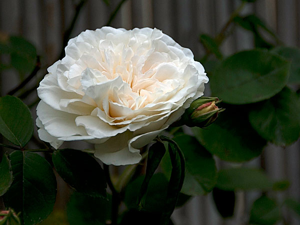 Sombreuil