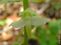 Platanthera.jpg